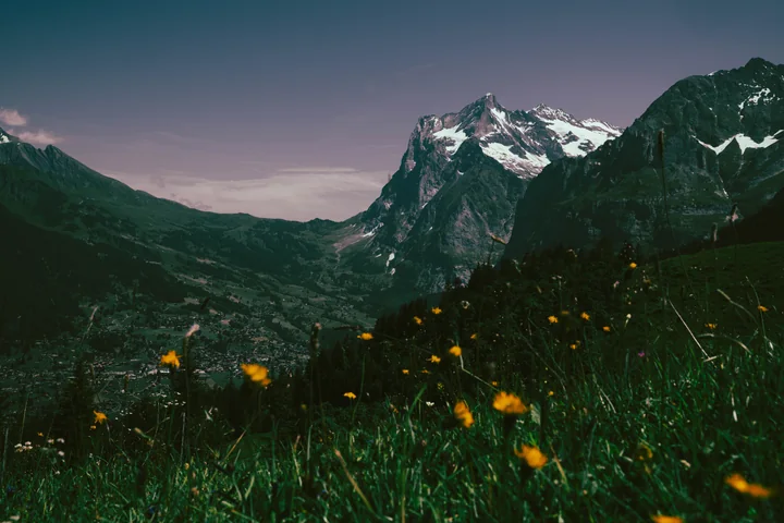 Mountain valley with yellow wildflowers in the foreground