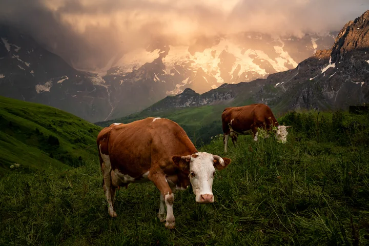 Evening pasture
