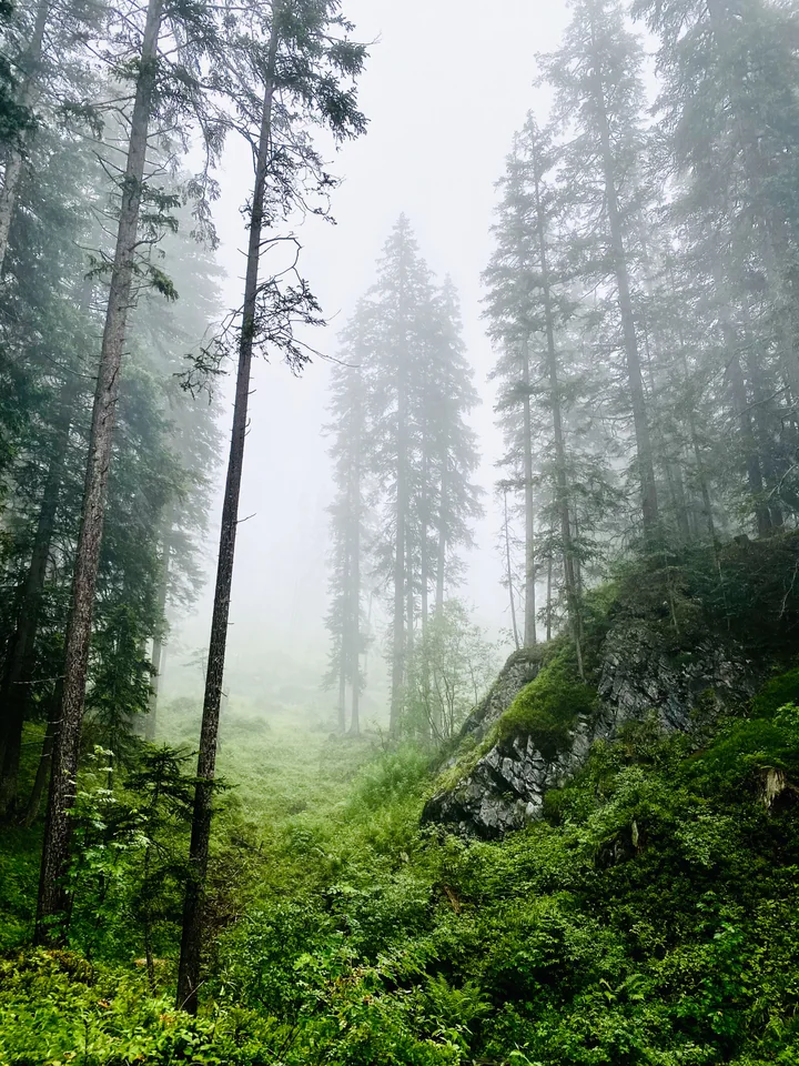Tall trees in a foggy forest