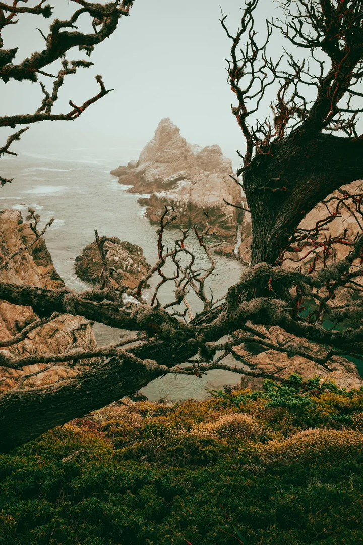 A gnarled tree over a rocky coastline